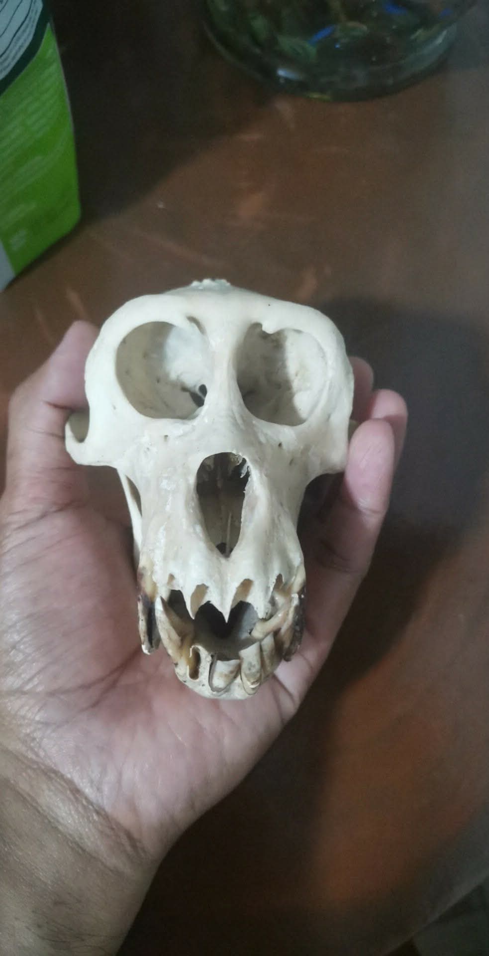 Monkey Skull (Big)